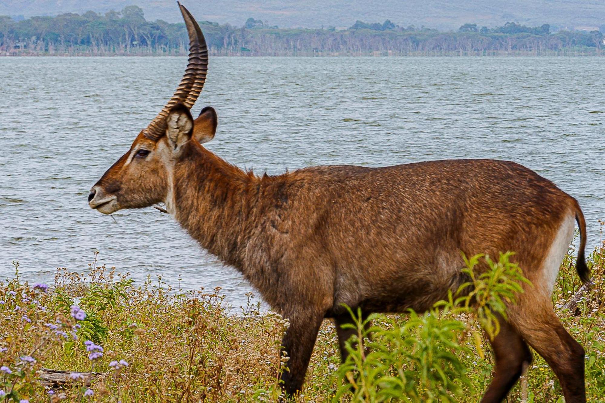 Muthu Lake Naivasha Country Club, Naivasha Karagite Eksteriør bilde